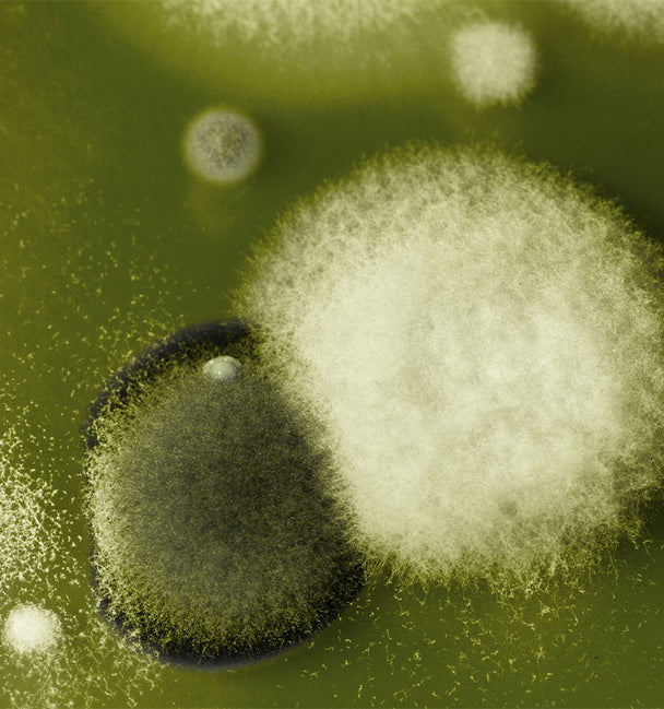 Ingredient image