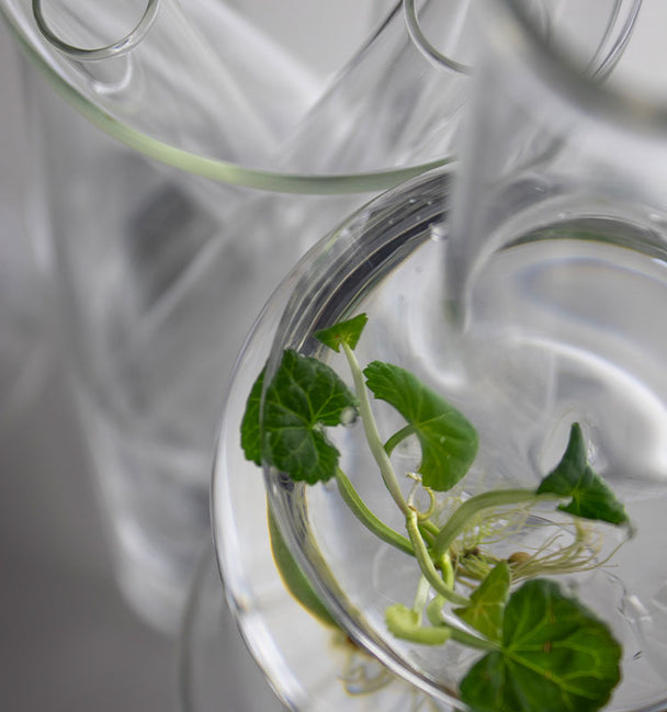 Ingredient image