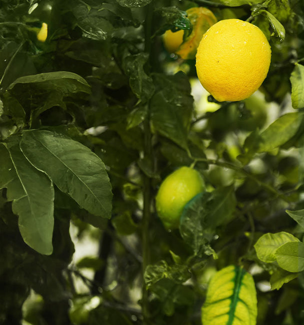Ingredient image